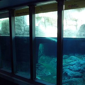Oceans - Polar Bear Exhibit - Underwater Viewing