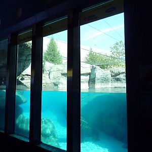 Oceans - Walrus/California Sea Lion Exhibit