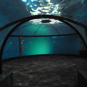 Oceans - Dolphin Dome