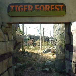 Tiger Forest