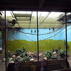 Bats Exhibit