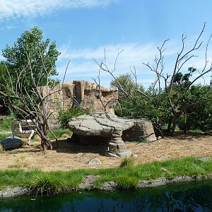 Ring-Tailed Lemur Exhibit