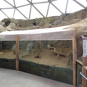 Deserts - Meerkat Exhibit