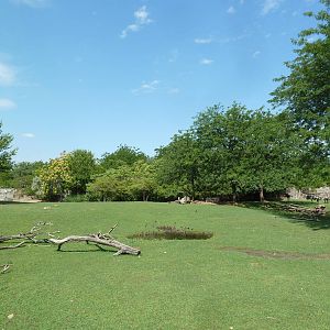 African Savanna (6 Species)