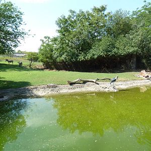 African Savanna (6 Species)