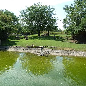 African Savanna (6 Species)