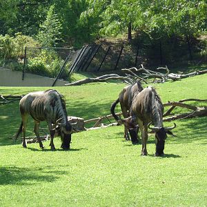 African Savanna (6 Species)