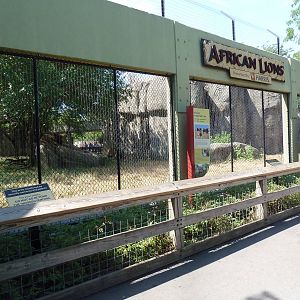 Lion Exhibit