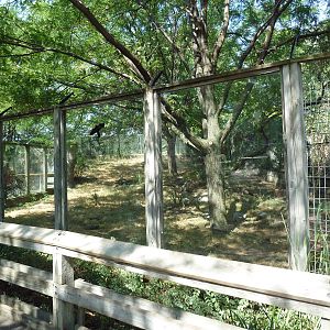 African Wild Dog Exhibit