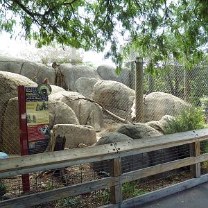 Guinea Baboon Exhibit