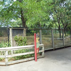 African Wild Dog Exhibit