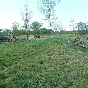 Cheetah Exhibit (with elephant in background)