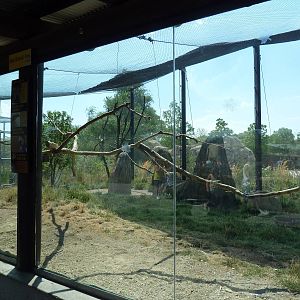 Mixed-Species Exhibit (4 Species)