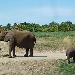 African Elephants