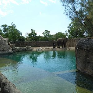 African Elephant Exhibit