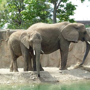 African Elephants