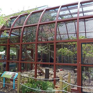 Southern Ground Hornbill Exhibit