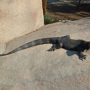 Nile Monitor Statue