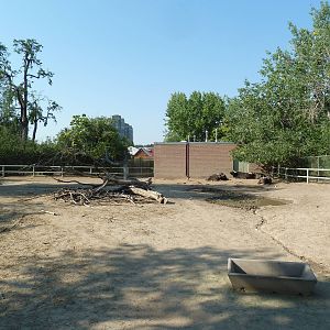 Cape Buffalo Exhibit