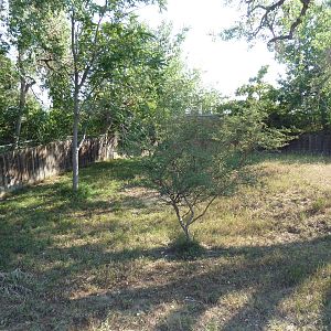 Kori Bustard Exhibit