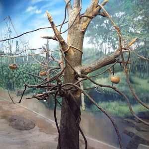 Toyota Elephant Passage - Bat Exhibit