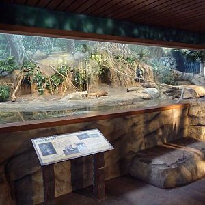 Toyota Elephant Passage - Fishing Cat Exhibit