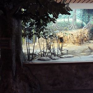 Toyota Elephant Passage - Small-Clawed Otter Exhibit