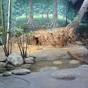 Toyota Elephant Passage - Small-Clawed Otter Exhibit