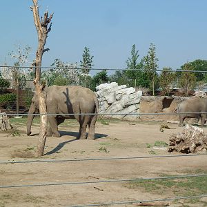 Toyota Elephant Passage - Rotational Exhibit