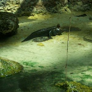 Mudskipper