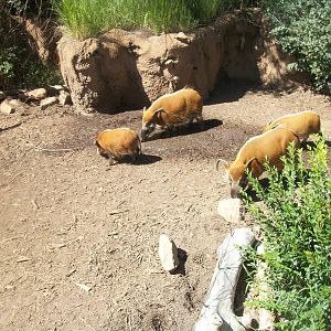 The Red River Hogs July 2012