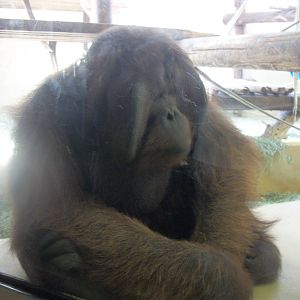 orangutan July 2012