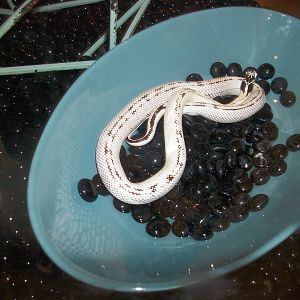 Snake in a bowl