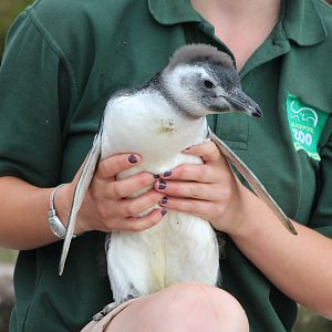 Megalanic Penguin Chick