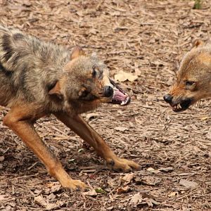 Iberian Wolves