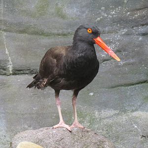 Black Oystercatcher