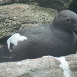 Pigeon Guillemot