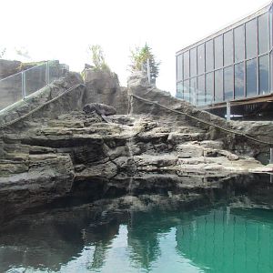 Northern Fur Seal Exhibit