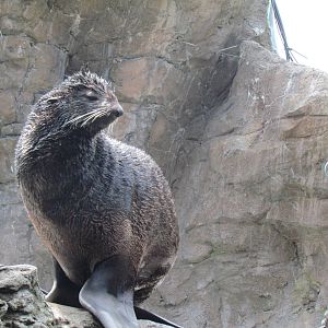 Northern Fur Seal