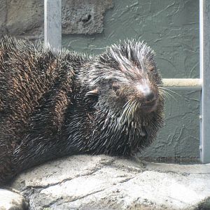 Northern Fur Seal