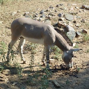 Somali Wild Ass