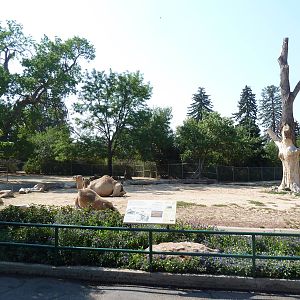 Dromedary Exhibit
