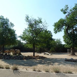 Przewalski's Wild Horse Exhibit