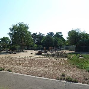 Bactrian Camel Exhibit