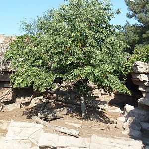 Bat-Eared Fox Exhibit
