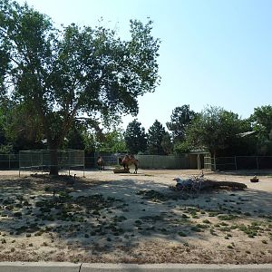 Bactrian Camel Exhibit
