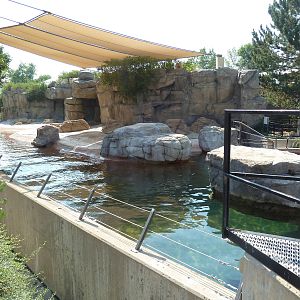 Northern Shores - California Sea Lion Exhibit