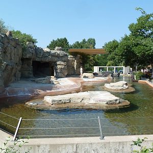 Northern Shores - California Sea Lion Exhibit