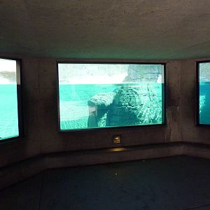 Northern Shores - Polar Bear Exhibit