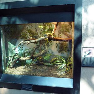 Tropical Discovery - Mexican Spiny-Tailed Iguana Exhibit